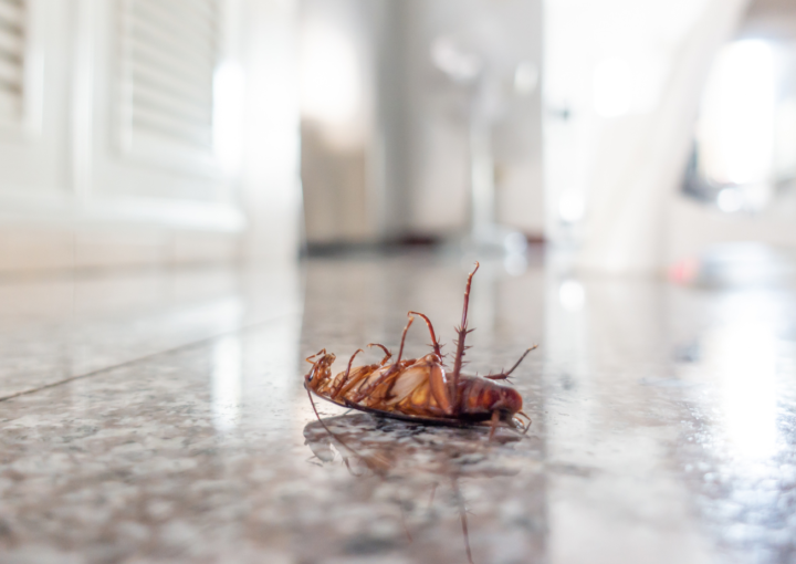 tarakonų naikinimas namuose