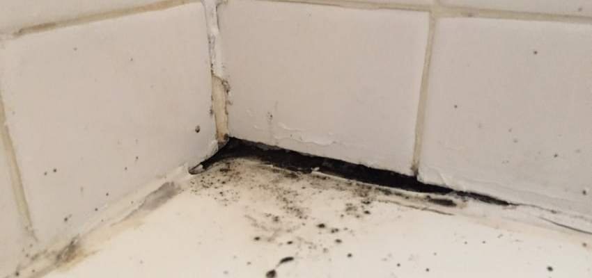 pelėsiai ant sienos vonios kambaryje