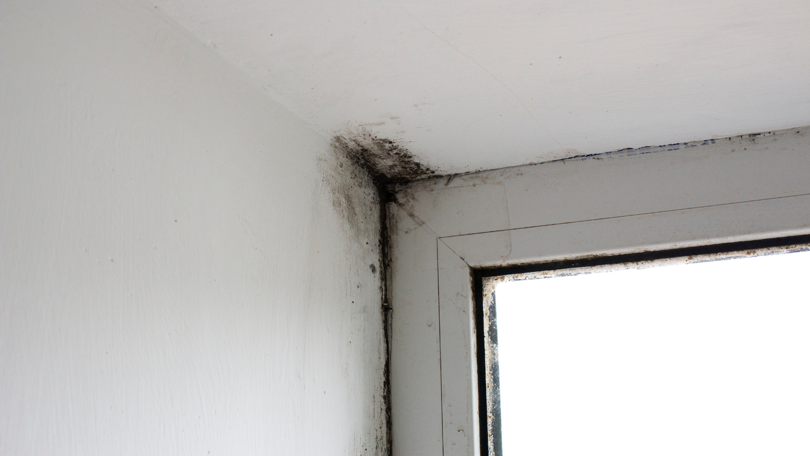 Mold around the windows
