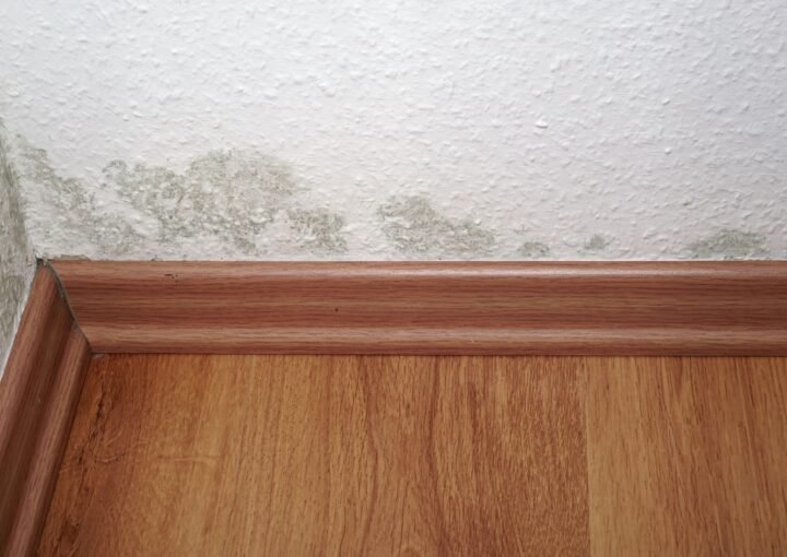 pelėsis ant sienos - gali sukelti alergiją pelėsiui