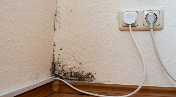 Pelėsis kampe ant sienos