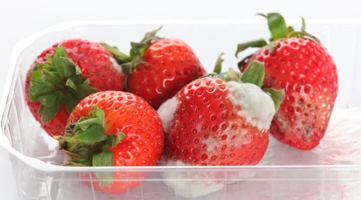 Pelėsis ant maisto – supelijusios braškės plastikiniame inde