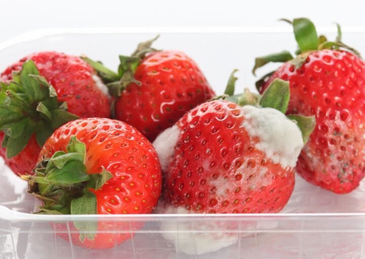 Pelėsis ant maisto – supelijusios braškės plastikiniame inde