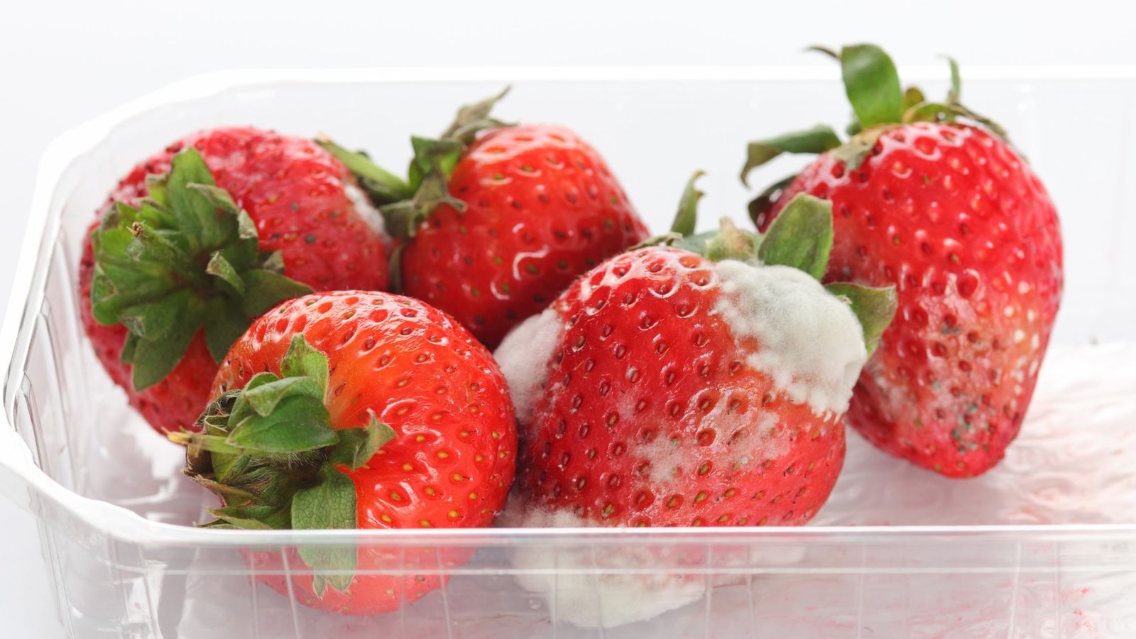 Pelėsis ant maisto – supelijusios braškės plastikiniame inde
