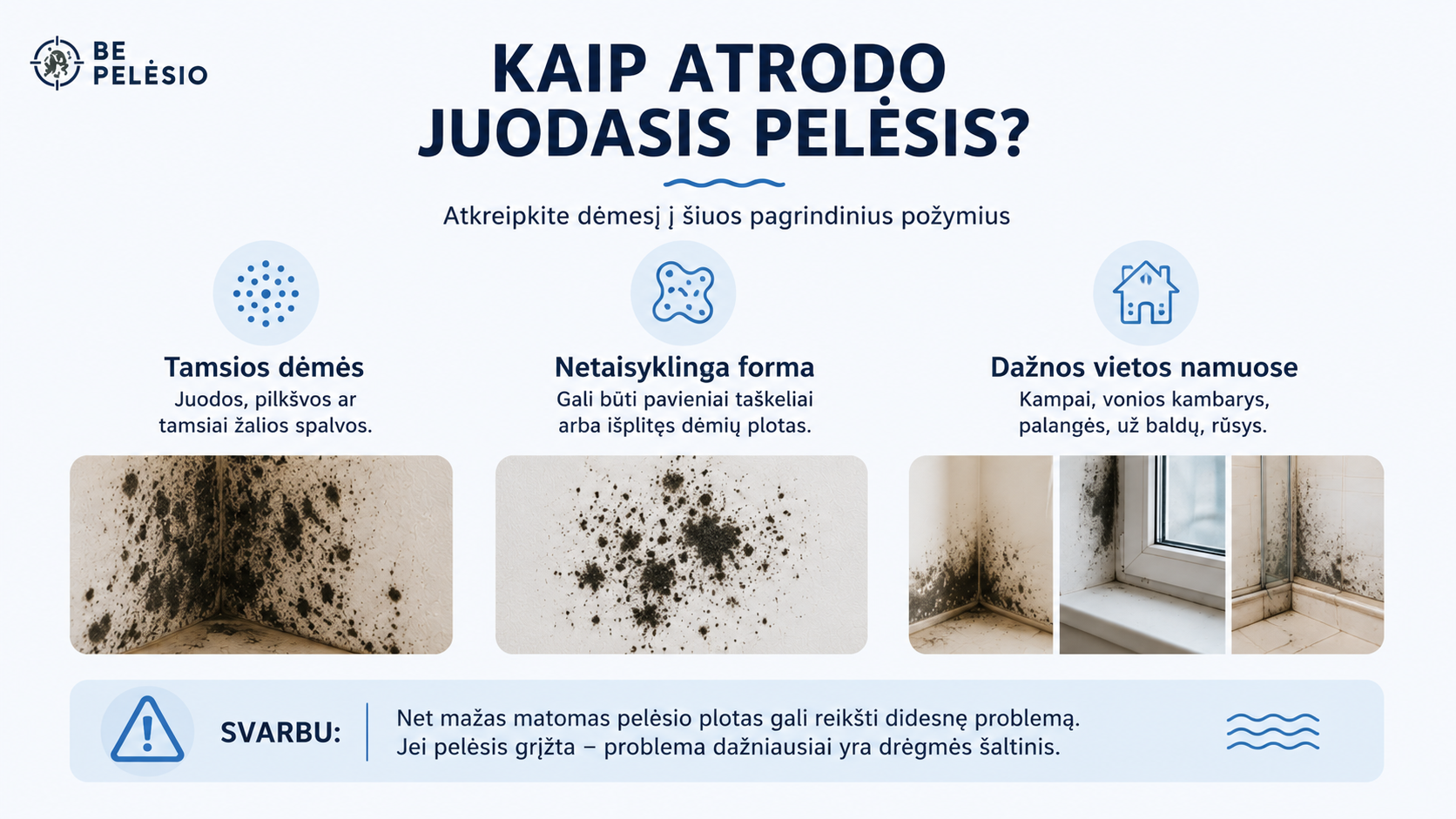 Juodasis pelėsis: kuo jis pavojingas ir kaip jį išnaikinti namuose? 3 Infografikas kaip atpažinti juodąjį pelėsį pagal tamsias dėmes, netaisyklingą formą ir dažnas atsiradimo vietas namuose.